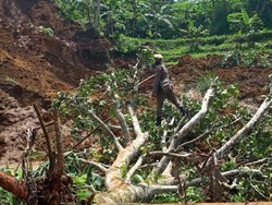 Sawah Warga Rusak Akibat Longsor di Sukabumi