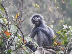 Spesies Lutung Ini Baru Ditemukan, Eh Sudah Terancam Punah