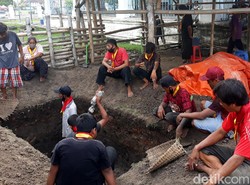 Saat Kerbau Bule Keramat Keraton Solo Mati dan Dikafani