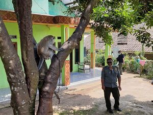 Monyet Liar Serang dan Lukai Empat Warga di Pandeglang