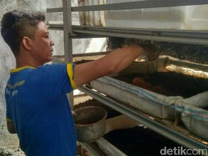 Pembudi Daya Cacing di Sidoarjo Tetap Bertahan di Masa Pandemi COVID-19