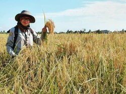 Milenial Didorong Manfaatkan Peluang Bisnis di Sektor Pertanian