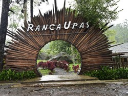 Ranca Upas, Tempat Kemping Terkenal Ternyata Punya Kebun Edelweis Rawa!