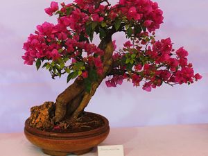 10 Jenis Bonsai, Tanaman Hias dari Jepang yang Cocok untuk Dekorasi Rumah