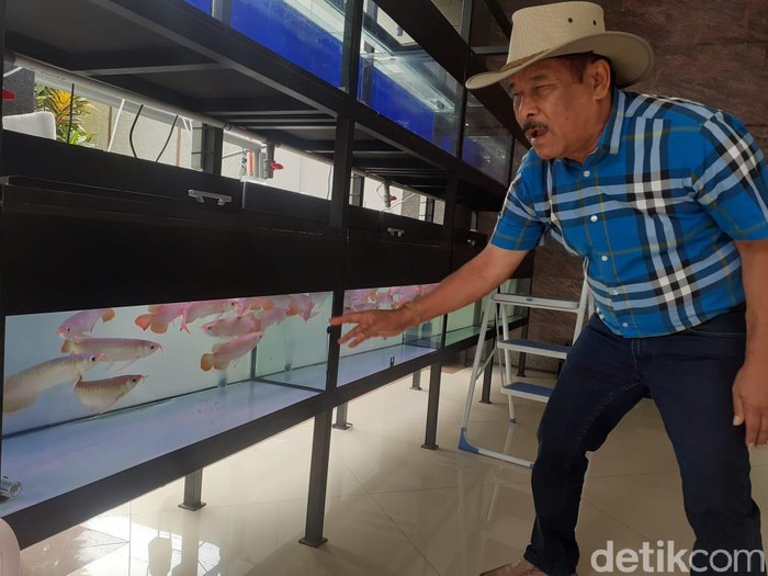 Umuh Muchtar beternak Arwana