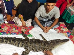 Umur Pendek Buaya Kembaran Manusia yang Cuma Mitos Belaka Umur Pendek Buaya Kembaran Manusia yang Cuma Mitos Belaka