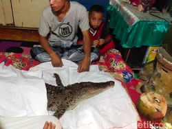 Gempar Buaya Jadi-jadian Dibungkus Kafan di Makassar