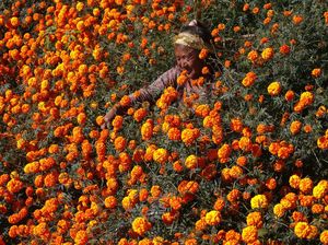 Bunga Ini Bikin Ladang di Nepal Berubah Warna Jadi Oranye