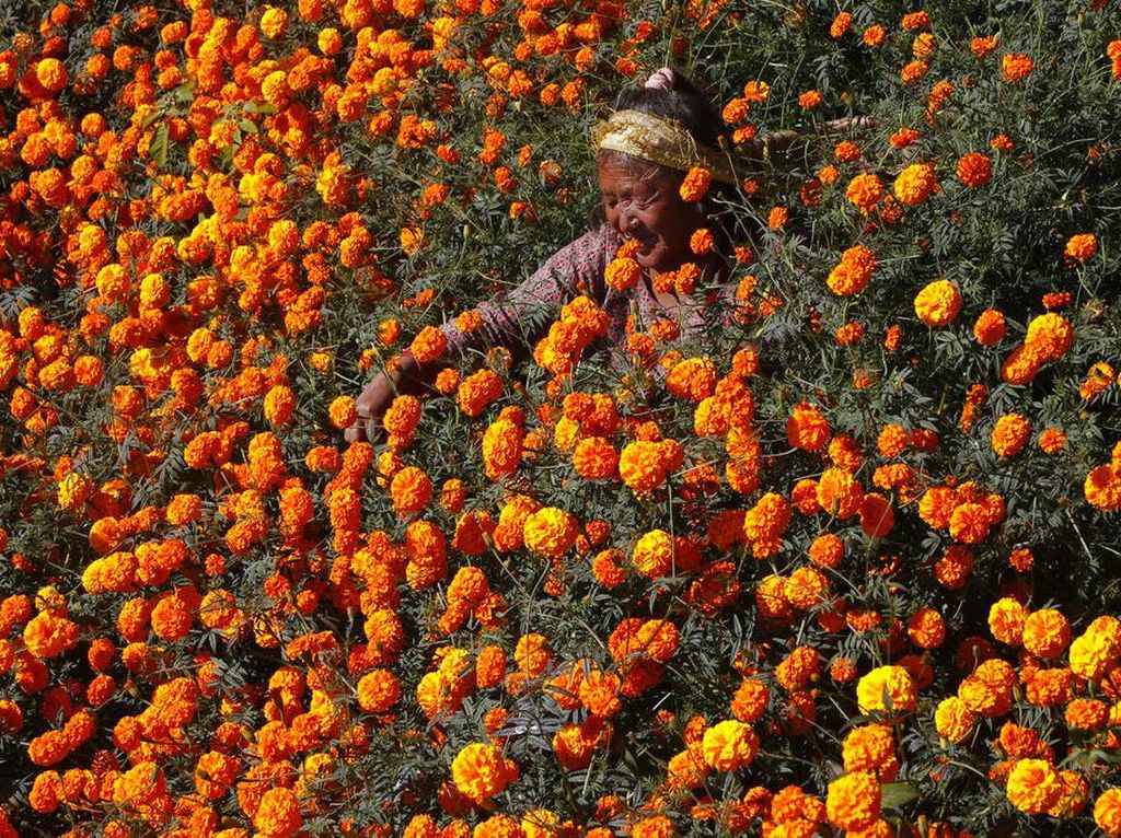 Bunga Ini Bikin Ladang di Nepal Berubah Warna Jadi Oranye Bunga Ini Bikin Ladang di Nepal Berubah Warna Jadi Oranye
