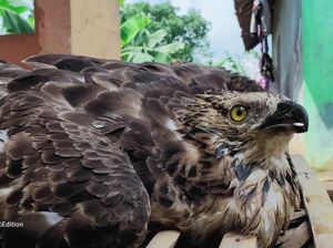 Seekor Elang Sikep Diselamatkan Saat Jatuh Ketika Sedang Bermigrasi