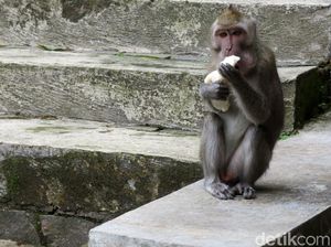 Kera Ekor Panjang di Sleman Ketiban Rezeki Imbas Merapi Siaga