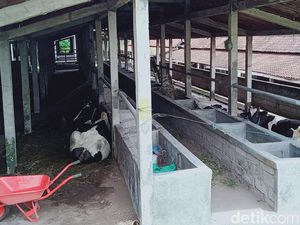 Ternak Warga di Lereng Gunung Merapi Klaten Mulai Dievakuasi