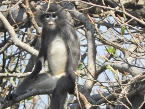 Spesies Monyet yang Baru Ditemukan di Myanmar Terancam Punah