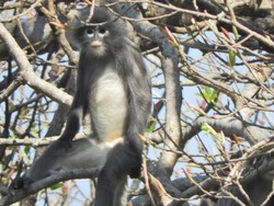 Spesies Monyet yang Baru Ditemukan di Myanmar Terancam Punah