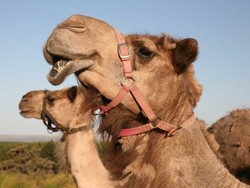 Susu Unta Liar di Australia Akan Dijual Jadi Susu Formula Bayi