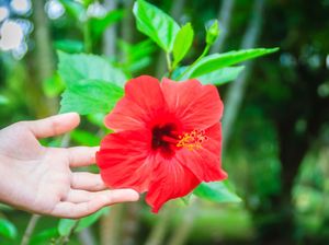 Kalender Jawa Selasa Pahing 20 Februari 2024: Besar Nafsunya