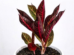 2 Alasan Aglaonema atau Sri Rejeki Disukai Pecinta Tanaman Hias