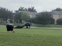 Ngeri! Buaya Raksasa Kuasai Lapangan Golf di Florida
