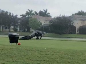 Ngeri! Buaya Raksasa Kuasai Lapangan Golf di Florida Ngeri! Buaya Raksasa Kuasai Lapangan Golf di Florida