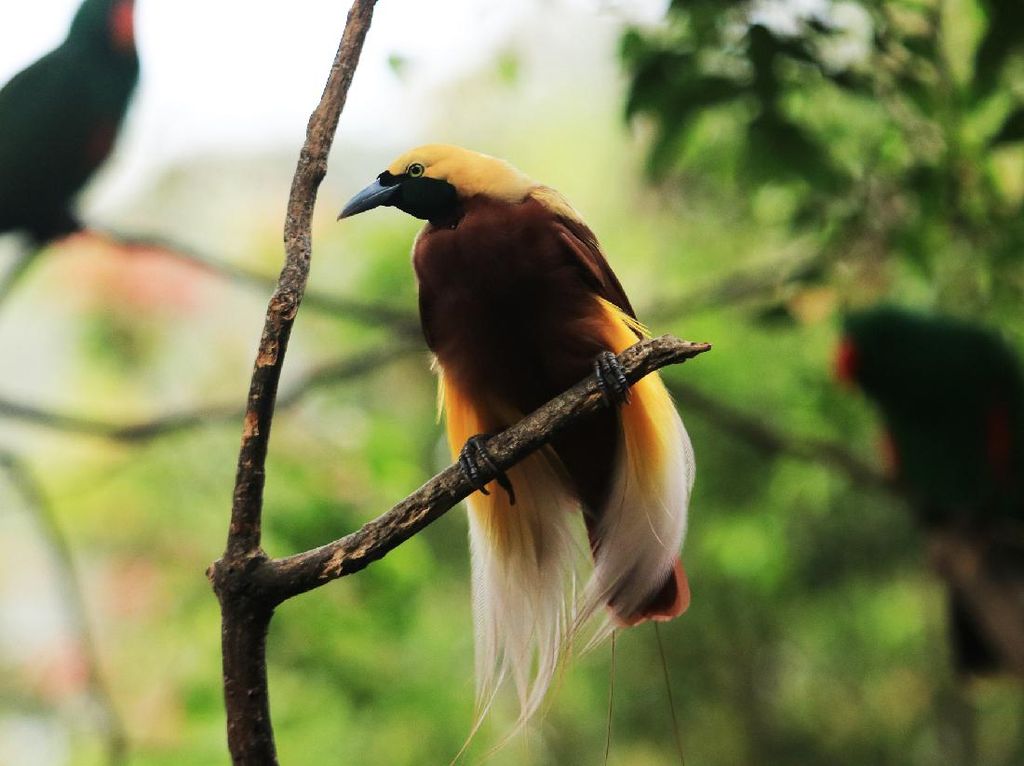 Kontroversi Mahkota Burung Cenderawasih Jadi Souvenir PON XX Papua