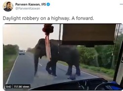 Ngeri! Gajah Ini Terobos Masuk Bus Demi Ambil Pisang