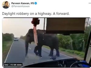Ngeri! Gajah Ini Terobos Masuk Bus Demi Ambil Pisang Ngeri! Gajah Ini Terobos Masuk Bus Demi Ambil Pisang