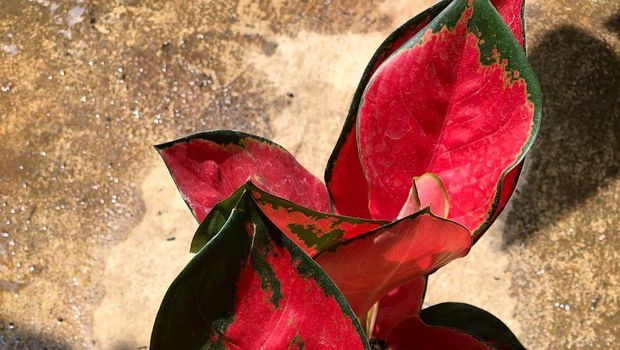 aglonema merah