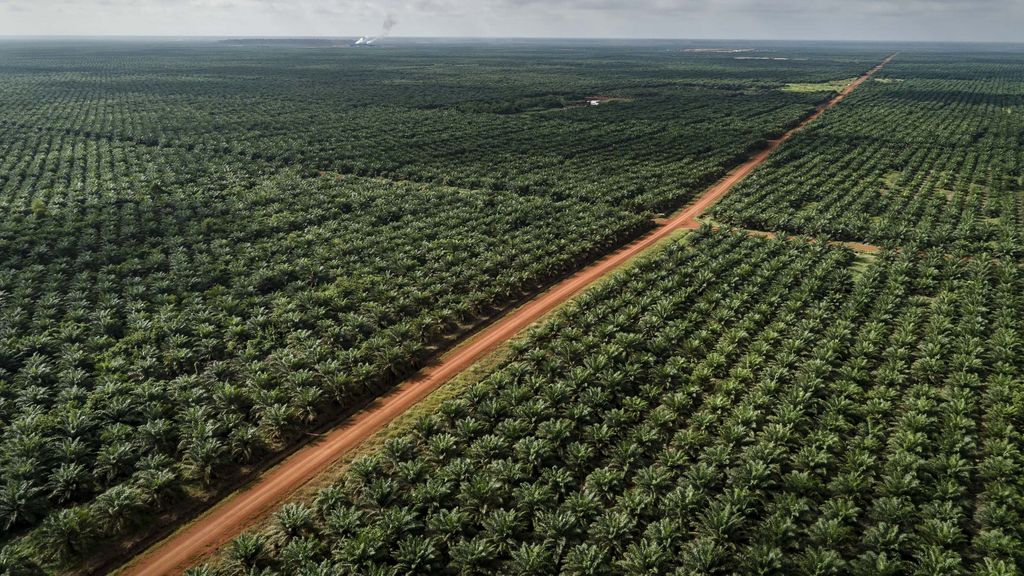 Kebun Sawit PT Dongin Prabhawa di Papua Documentation of landcover in PT Dongin Prabhawa oil palm concession, part of the Korindo group.