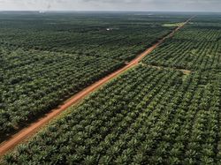 Apakah Tanaman Sawit Bisa Menggantikan Hutan? Begini Pendapat Pakar