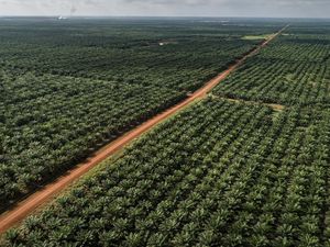 Apakah Tanaman Sawit Bisa Menggantikan Hutan? Begini Pendapat Pakar