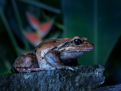 Namanya Ayam Gunung, tapi... Kodok