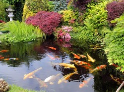 Jangan Sembarangan Pilih Cat Buat Kolam Ikan, Ini Panduannya