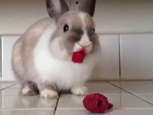 Kontennya Tak Jelas, 5 Video Makanan Ini Ditonton Jutaan Orang