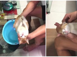 Bikin Gemas! Viral Pria Demonstrasikan Cara Mandikan Bayi Lewat Kucing
