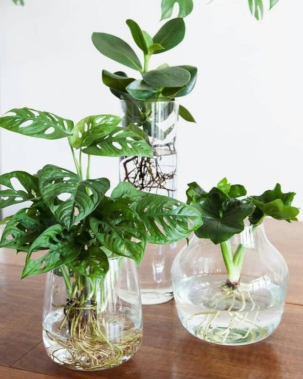 Cara Merawat Tanaman Hidroponik