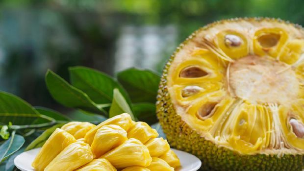 6 Manfaat Nangka Untuk Ibu Hamil Bunda Perlu Tahu