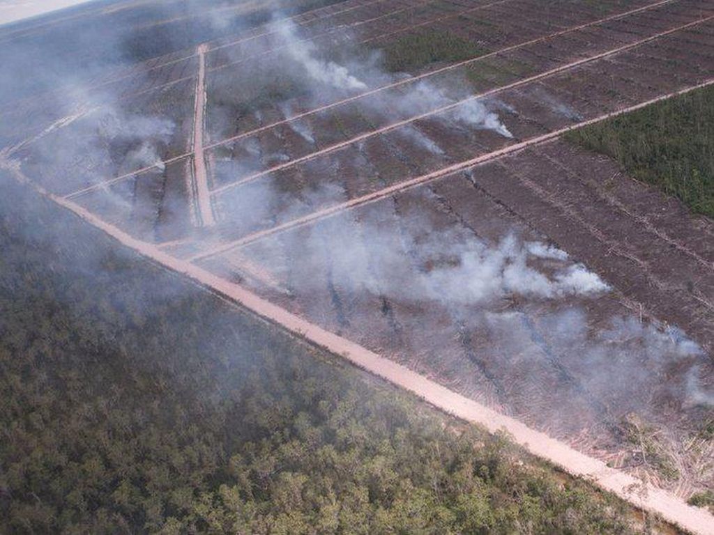 Komisi IV DPR Akan ke Papua Cek Pembakaran Hutan untuk Sawit