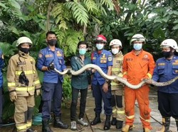 Petugas Damkar Evakuasi Ular Sanca 3 Meter di Saluran Air Warga Ragunan
