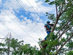 Hingga Oktober, PLN Jatim dan Bali Pangkas 72.262 Pohon Dekat Jaringan Listrik
