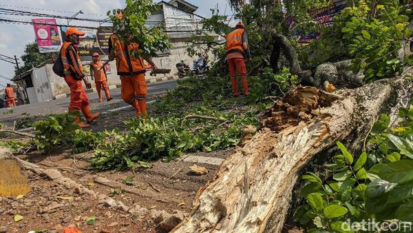 Pohon Tua Tumbang di Pesanggrahan Jaksel