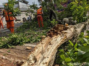 Pohon Tua Tumbang di Pesanggrahan Jaksel