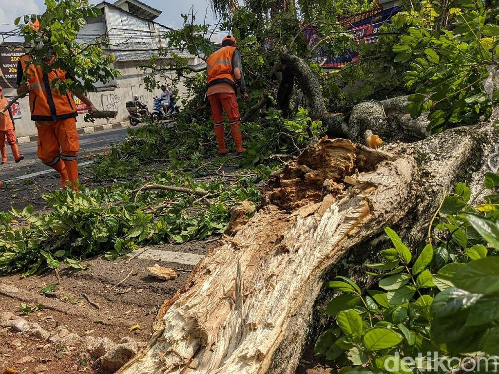 Pohon Tua Tumbang di Pesanggrahan Jaksel Pohon Tua Tumbang di Pesanggrahan Jaksel