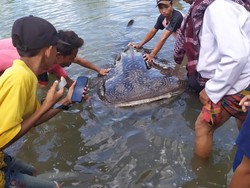 Dramatis! Begini Proses Evakuasi Hiu Paus Terdampar di Lombok NTB