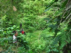 Duh, Kawanan Monyet Liar Serang Sawah Warga di Semarang