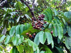 5 Buah Eksotis dari Hutan Papua, Matoa hingga Rabon Bi