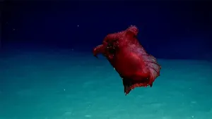 Hewan Aneh Tapi Nyata yang Mungkin Belum Pernah Kamu Lihat Seumur Hidup