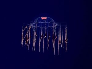 Deretan Hewan Laut Aneh yang Mirip Alien