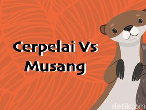 Jadi Sumber Mutasi Corona, Apa Sih Bedanya Cerpelai dengan Musang?