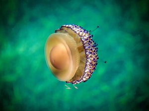 8 Ciri-ciri Filum Coelenterata, Klasifikasi dan Contohnya