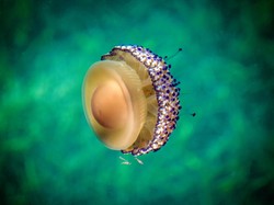 8 Ciri-ciri Filum Coelenterata, Klasifikasi dan Contohnya